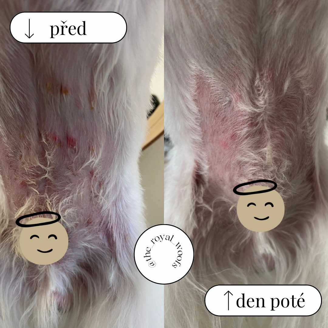 DOGSLIFE Úleva od svědění - Balzám proti svědění kůže pro psy 60ml