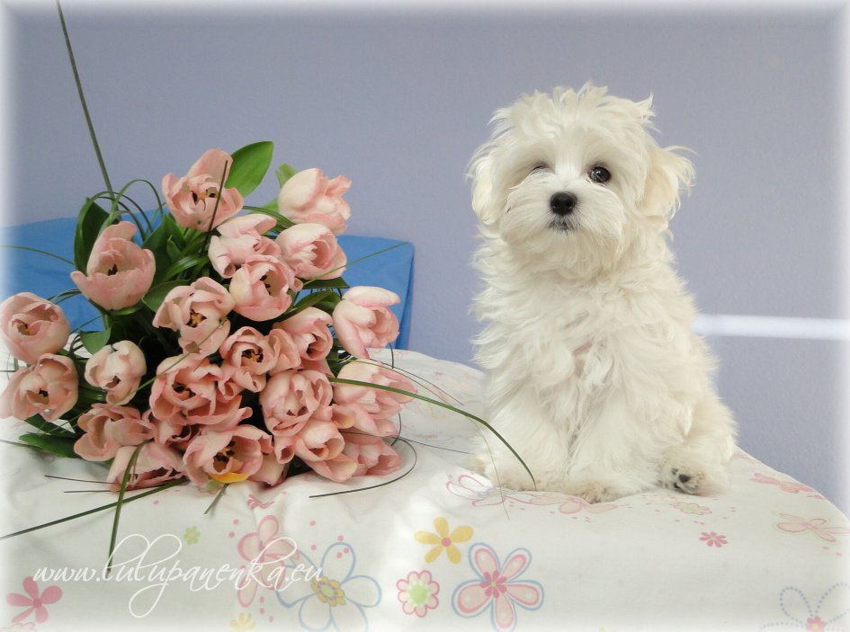 McAdams Puppy - Baked ethical kibble for Puppies
