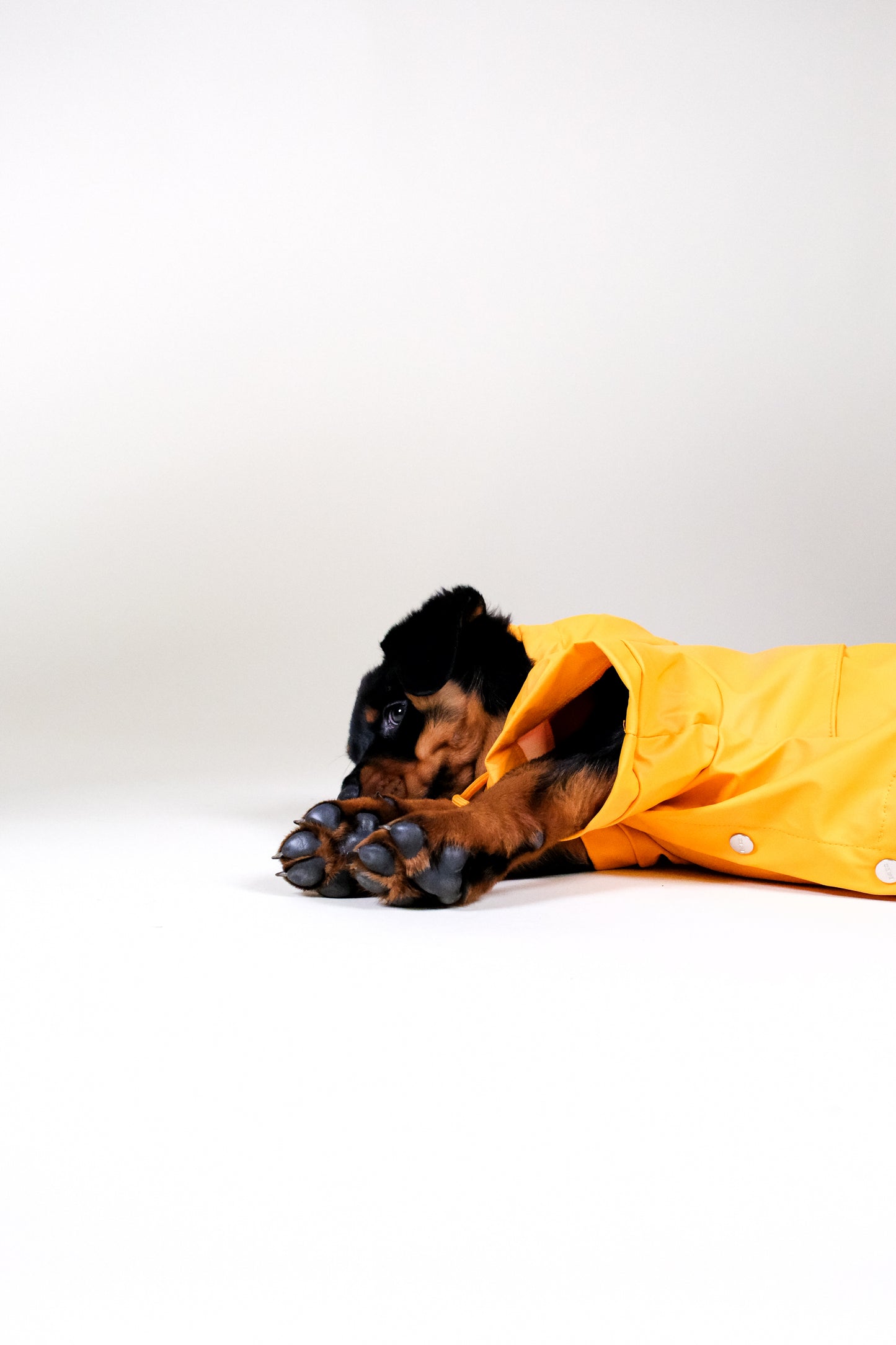 BARC London - Luxury eco raincoat for dogs - Orange