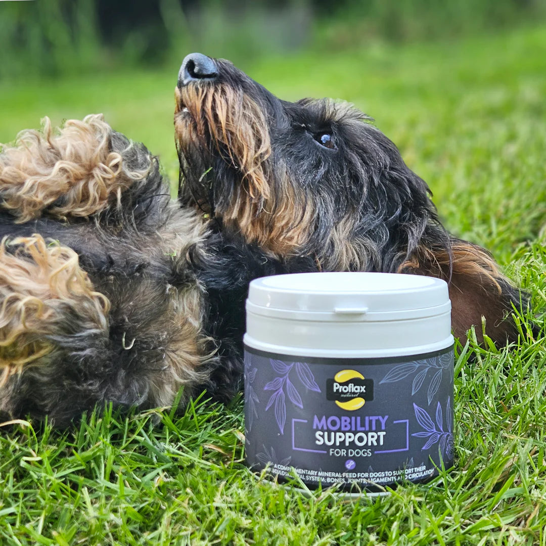 Proflax přírodní doplňek stravy pro Zdravé klouby a svaly pro psy | 350 g