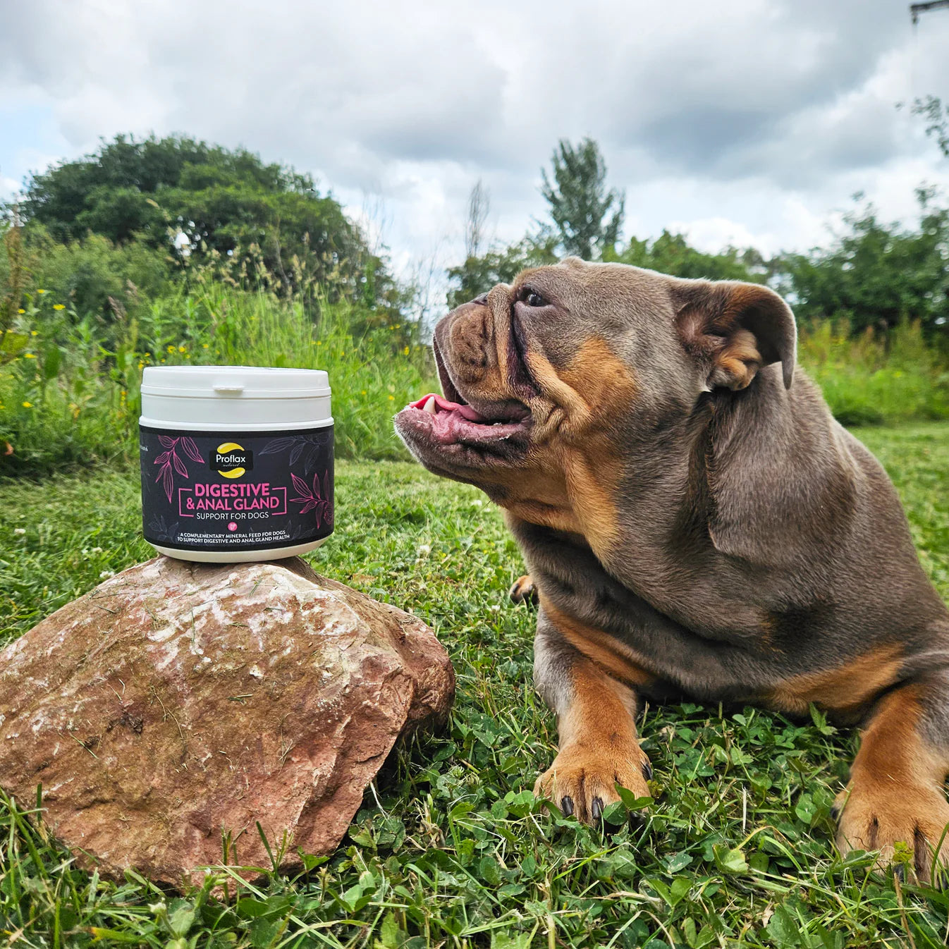 Proflax Přírodní doplňek stravy pro Podporu trávení a análních žlázek pro psy | 350 g