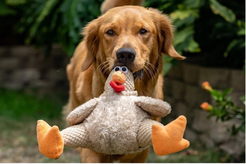 A dog holding a chicken toy