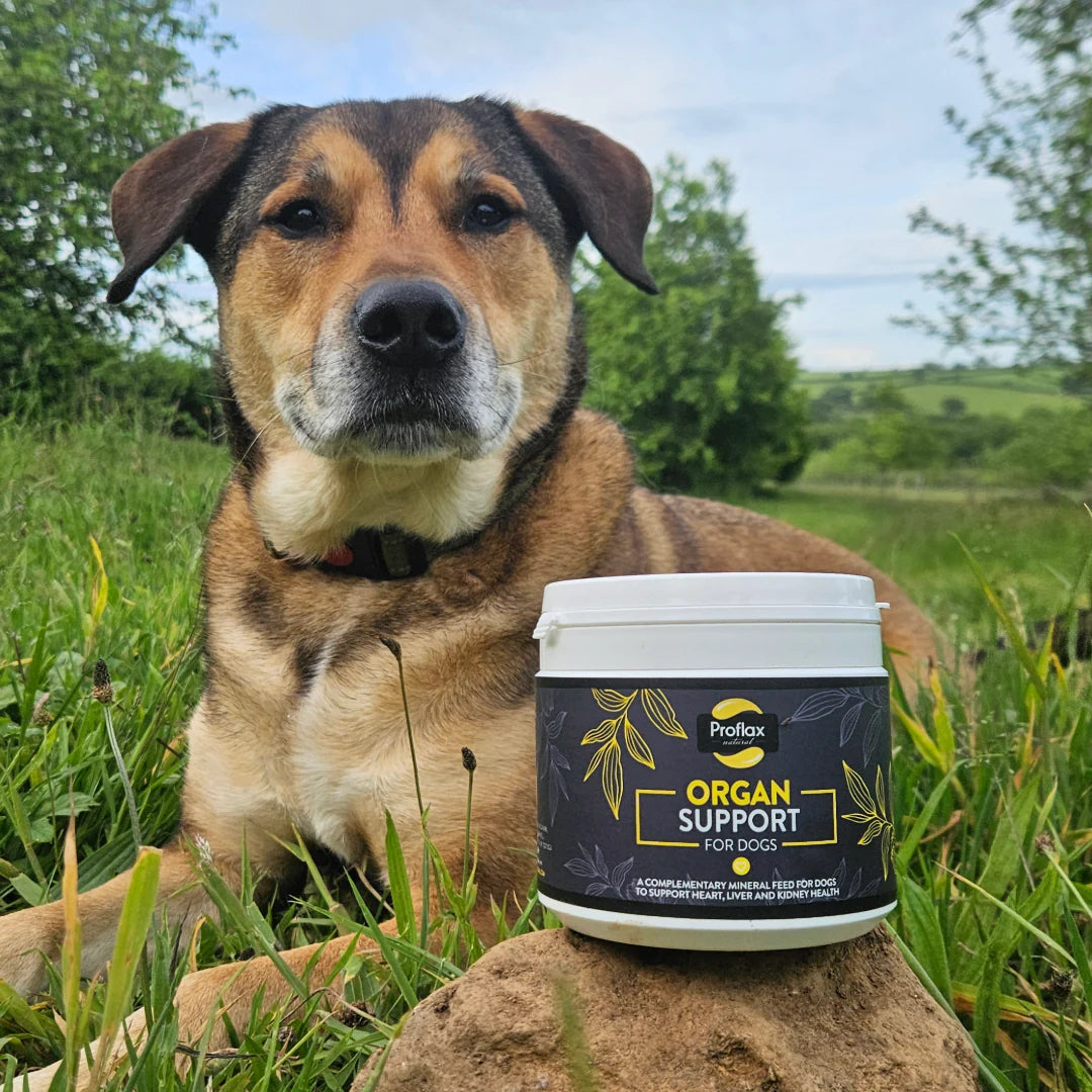 Proflax přírodní doplněk stravy pro zdravá Játra, srdce a ledviny | 350 g